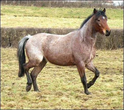 Quelle est la robe de ce cheval ?