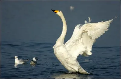 Tout d'abord, ces deux cygnes sont des hivernants rares en France. L'un est plus grand et a plus de jaune sur le bec que l'autre, c'est le...