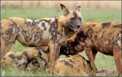 Quel est cet animal qui, comme le loup, chasse en meute et, par sa dominance, arrive à faire fuir les panthères et les lions devant leur festin ?