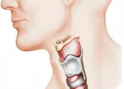 Quiz L'anatomie humaine