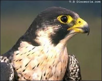 Il existe un animal qui dépasse largement le guépard en vitesse. Il le bat d'environ 70 km/h. Et cet animal, c'est le faucon pèlerin. Avec une vitesse de 180 km/h, il éclate largement les 110 km/h du guépard. Et, il dépasse les 300 km/h en vol piqué.