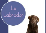 Quiz Le labrador