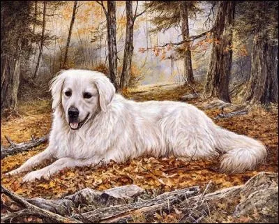 Quelle race pourrait être à l'origine du chien Golden Retriever ?