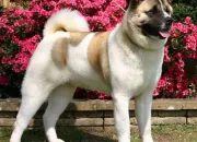 Quiz L'Akita, un chien hors du commun