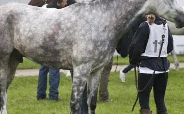 Quiz Chevaux