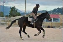 Quiz Equitation