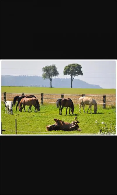 Il faut donné du pain dur aux chevaux car...