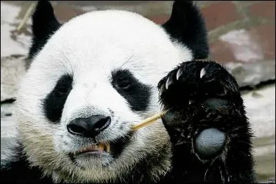 Je fais partie de la famille des ursidés, je suis noir et blanc.
Je mange du bambou et je suis en voie de disparition.
Qui suis-je ?