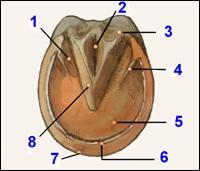 Quiz Galop 3