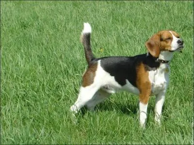 Quelle est la race de ce chien ?