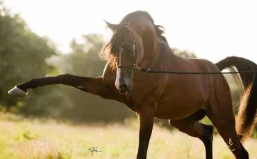 Quiz Chevaux