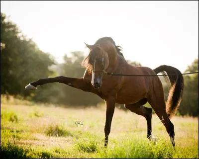 Pour commencer, le pur-sang arabe est un cheval...