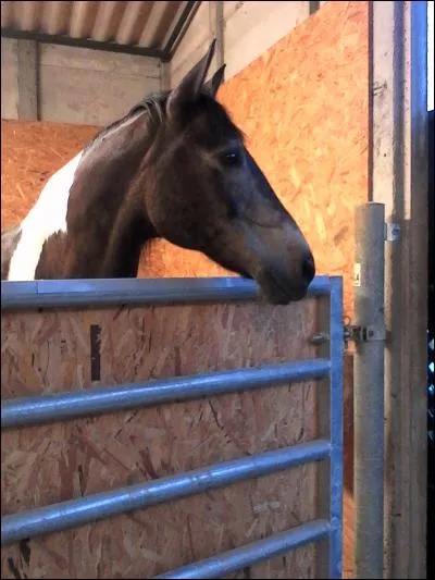 Quelle est la robe de ce cheval ?