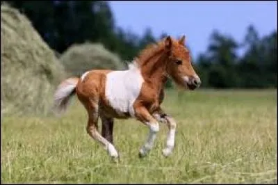 Comment appelle-t-on le petit du cheval ?