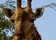 Quiz Animaux d'Afrique