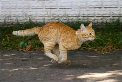 D'après vous, la vitesse maximale qu'un chat peut atteindre en courant est de...