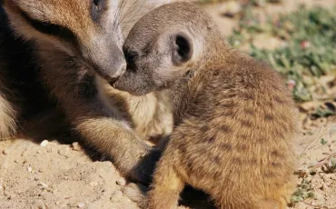 Quiz Animaux