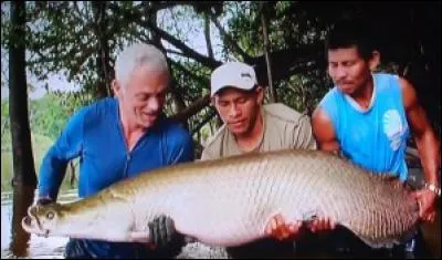 Quel poisson d'Amérique du Sud est représenté ?