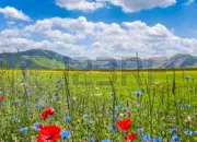 Quiz Les animaux et les plantes en agriculture