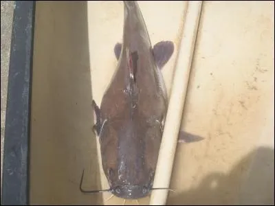 Mammifère proche du porc sauvage, amateur de savane africaine !