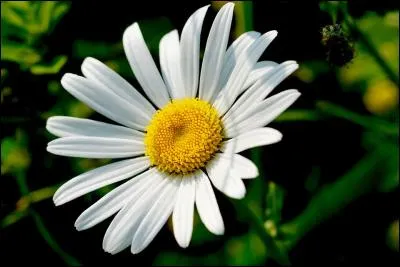 Quelle est cette fleur que tu effeuilles en chantant "elle (il) m'aime, un peu, beaucoup, passionnément, à la folie, pas du tout" ?