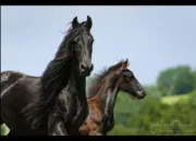 Quiz Chevaux