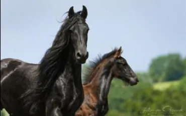 Quiz Chevaux