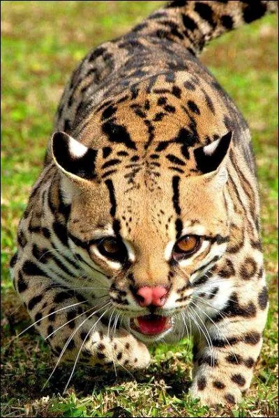 Où vit l'ocelot ?