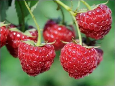 Où peut-on trouver des framboises ?