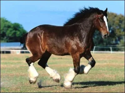 Quelle est la taille du plus grand cheval du monde ?