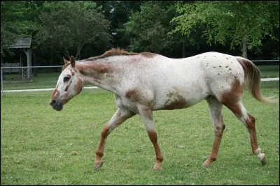 Quelle est la robe de ce cheval ?