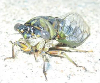 Quel insecte a été rendu célèbre par Jean de La Fontaine?