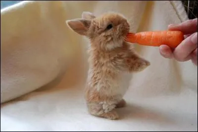 Quelle nourriture le lapin aime-t-il ?