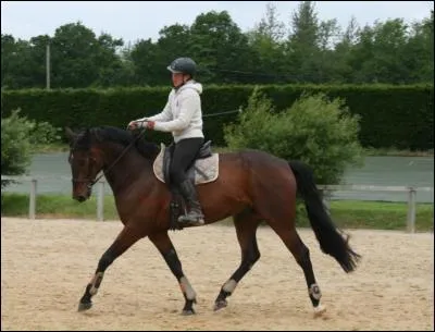 On monte sur le cheval du côté droit ?