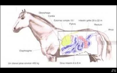 Combien de litres d'eau contient l'estomac d'un cheval ?