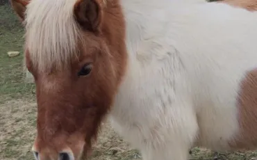 Quiz Chevaux