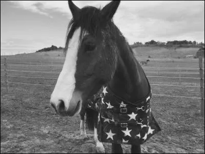 Comment s'appelle le cou du cheval ?