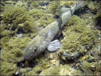 Quel est le nom de ce poisson d'eau douce ?