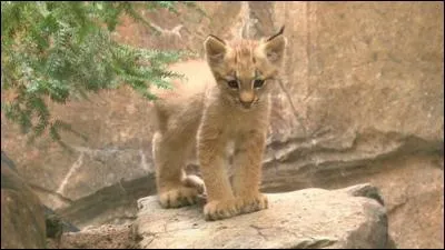 Quel est le nom de ce bébé animal ?