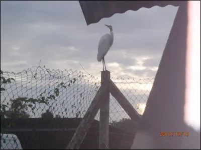 Proverbe : Petit à petit, l'oiseau ...