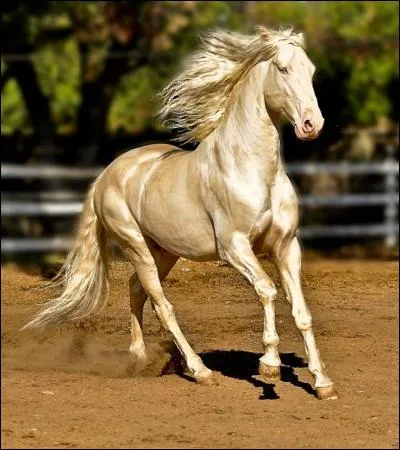 Quelle est la race de ce cheval ?