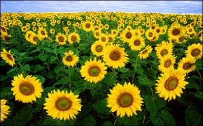 On dit de cette fleur qu'elle suit la direction du soleil. De quelle fleur parle-je ?