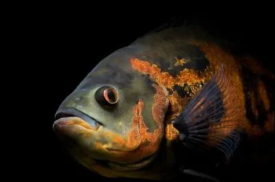 De quel continent l'oscar, un poisson de la famille des cichlidés est-il originaire ?