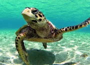 Quiz Autour de la tortue