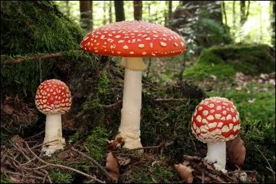 Quel est ce champignon ?