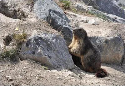 Quel est le nom de cet animal ?