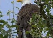 Quiz Les oiseaux