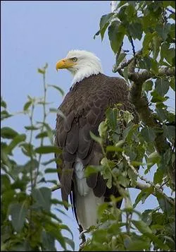 Quel est ce grand rapace symbole des Etats-Unis ?