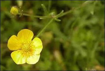 Comment appelle-t-on cette fleur ?