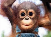 Quiz Enfant - Les singes dans tout leur tat !